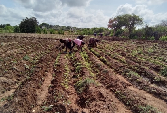 Frauen bauen Gemüse an in Afrika
